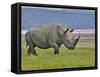 White Rhinoceros and Lesser Flamingos, Lake Nakuru National Park, Kenya-Adam Jones-Framed Stretched Canvas