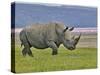 White Rhinoceros and Lesser Flamingos, Lake Nakuru National Park, Kenya-Adam Jones-Stretched Canvas