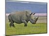 White Rhinoceros and Lesser Flamingos, Lake Nakuru National Park, Kenya-Adam Jones-Mounted Photographic Print