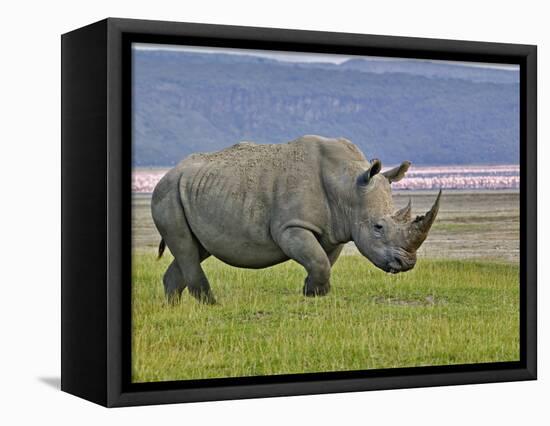 White Rhinoceros and Lesser Flamingos, Lake Nakuru National Park, Kenya-Adam Jones-Framed Stretched Canvas