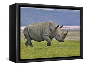 White Rhinoceros and Lesser Flamingos, Lake Nakuru National Park, Kenya-Adam Jones-Framed Stretched Canvas