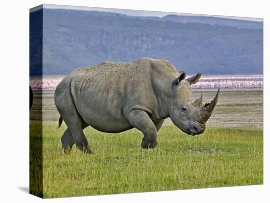 White Rhinoceros and Lesser Flamingos, Lake Nakuru National Park, Kenya-Adam Jones-Stretched Canvas