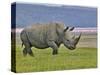 White Rhinoceros and Lesser Flamingos, Lake Nakuru National Park, Kenya-Adam Jones-Stretched Canvas