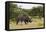 White Rhinoceros at Etosha National Park-Circumnavigation-Framed Stretched Canvas