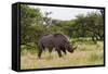 White Rhinoceros at Etosha National Park-Circumnavigation-Framed Stretched Canvas