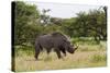 White Rhinoceros at Etosha National Park-Circumnavigation-Stretched Canvas