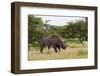 White Rhinoceros at Etosha National Park-Circumnavigation-Framed Photographic Print