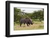 White Rhinoceros at Etosha National Park-Circumnavigation-Framed Photographic Print