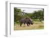 White Rhinoceros at Etosha National Park-Circumnavigation-Framed Photographic Print