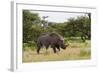 White Rhinoceros at Etosha National Park-Circumnavigation-Framed Photographic Print