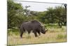 White Rhinoceros at Etosha National Park-Circumnavigation-Mounted Photographic Print