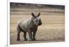 White Rhinoceros Calf, Great Karoo, Private Reserve, South Africa-Pete Oxford-Framed Photographic Print