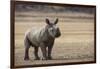 White Rhinoceros Calf, Great Karoo, Private Reserve, South Africa-Pete Oxford-Framed Photographic Print