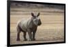 White Rhinoceros Calf, Great Karoo, Private Reserve, South Africa-Pete Oxford-Framed Photographic Print