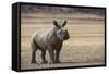 White Rhinoceros Calf, Great Karoo, Private Reserve, South Africa-Pete Oxford-Framed Stretched Canvas