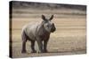 White Rhinoceros Calf, Great Karoo, Private Reserve, South Africa-Pete Oxford-Stretched Canvas