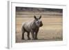 White Rhinoceros Calf, Great Karoo, Private Reserve, South Africa-Pete Oxford-Framed Photographic Print