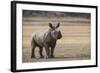 White Rhinoceros Calf, Great Karoo, Private Reserve, South Africa-Pete Oxford-Framed Photographic Print