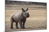 White Rhinoceros Calf, Great Karoo, Private Reserve, South Africa-Pete Oxford-Mounted Photographic Print