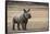 White Rhinoceros Calf, Great Karoo, Private Reserve, South Africa-Pete Oxford-Framed Stretched Canvas
