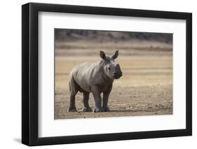 White Rhinoceros Calf, Great Karoo, Private Reserve, South Africa-Pete Oxford-Framed Photographic Print