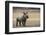 White Rhinoceros Calf, Great Karoo, Private Reserve, South Africa-Pete Oxford-Framed Photographic Print