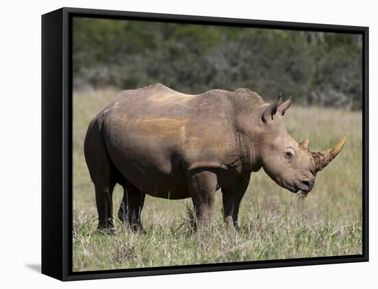 White Rhinoceros (Caratotherium Simum), Kariega Game Reserve, South Africa, Africa-Sergio Pitamitz-Framed Stretched Canvas