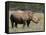 White Rhinoceros (Caratotherium Simum), Kariega Game Reserve, South Africa, Africa-Sergio Pitamitz-Framed Stretched Canvas