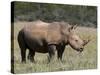 White Rhinoceros (Caratotherium Simum), Kariega Game Reserve, South Africa, Africa-Sergio Pitamitz-Stretched Canvas