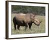 White Rhinoceros (Caratotherium Simum), Kariega Game Reserve, South Africa, Africa-Sergio Pitamitz-Framed Photographic Print