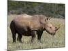 White Rhinoceros (Caratotherium Simum), Kariega Game Reserve, South Africa, Africa-Sergio Pitamitz-Mounted Photographic Print