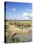 White Rhinoceros, Ceratotherium Simum, at Rest, Hluhluwe Umfolozi Game Reserve, South Africa-Ann & Steve Toon-Stretched Canvas