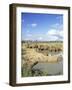 White Rhinoceros, Ceratotherium Simum, at Rest, Hluhluwe Umfolozi Game Reserve, South Africa-Ann & Steve Toon-Framed Photographic Print