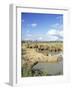 White Rhinoceros, Ceratotherium Simum, at Rest, Hluhluwe Umfolozi Game Reserve, South Africa-Ann & Steve Toon-Framed Photographic Print