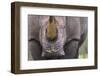 White Rhinoceros (Ceratotherium Simum) Close Up Portrait, Imfolozi National Park, South Africa-Staffan Widstrand-Framed Photographic Print