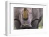 White Rhinoceros (Ceratotherium Simum) Close Up Portrait, Imfolozi National Park, South Africa-Staffan Widstrand-Framed Photographic Print