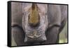 White Rhinoceros (Ceratotherium Simum) Close Up Portrait, Imfolozi National Park, South Africa-Staffan Widstrand-Framed Stretched Canvas