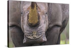 White Rhinoceros (Ceratotherium Simum) Close Up Portrait, Imfolozi National Park, South Africa-Staffan Widstrand-Stretched Canvas