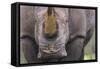 White Rhinoceros (Ceratotherium Simum) Close Up Portrait, Imfolozi National Park, South Africa-Staffan Widstrand-Framed Stretched Canvas