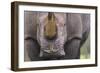 White Rhinoceros (Ceratotherium Simum) Close Up Portrait, Imfolozi National Park, South Africa-Staffan Widstrand-Framed Photographic Print