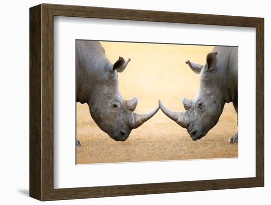 White Rhinoceros (Ceratotherium Simum) Head to Head - Kruger National Park (South Africa)-Johan Swanepoel-Framed Photographic Print