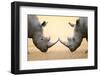 White Rhinoceros (Ceratotherium Simum) Head to Head - Kruger National Park (South Africa)-Johan Swanepoel-Framed Photographic Print