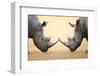 White Rhinoceros (Ceratotherium Simum) Head to Head - Kruger National Park (South Africa)-Johan Swanepoel-Framed Photographic Print