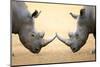 White Rhinoceros (Ceratotherium Simum) Head to Head - Kruger National Park (South Africa)-Johan Swanepoel-Mounted Photographic Print