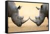 White Rhinoceros (Ceratotherium Simum) Head to Head - Kruger National Park (South Africa)-Johan Swanepoel-Framed Stretched Canvas