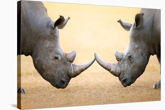 White Rhinoceros (Ceratotherium Simum) Head to Head - Kruger National Park (South Africa)-Johan Swanepoel-Stretched Canvas