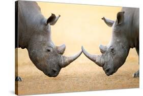 White Rhinoceros (Ceratotherium Simum) Head to Head - Kruger National Park (South Africa)-Johan Swanepoel-Stretched Canvas