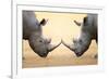 White Rhinoceros (Ceratotherium Simum) Head to Head - Kruger National Park (South Africa)-Johan Swanepoel-Framed Photographic Print