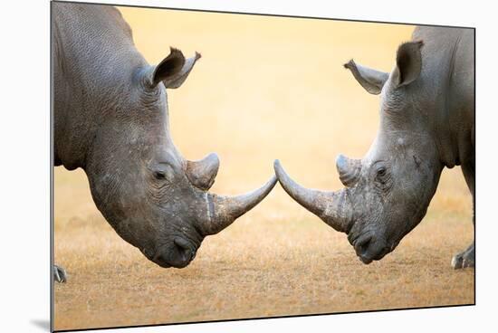 White Rhinoceros (Ceratotherium Simum) Head to Head - Kruger National Park (South Africa)-Johan Swanepoel-Mounted Photographic Print