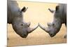 White Rhinoceros (Ceratotherium Simum) Head to Head - Kruger National Park (South Africa)-Johan Swanepoel-Mounted Photographic Print